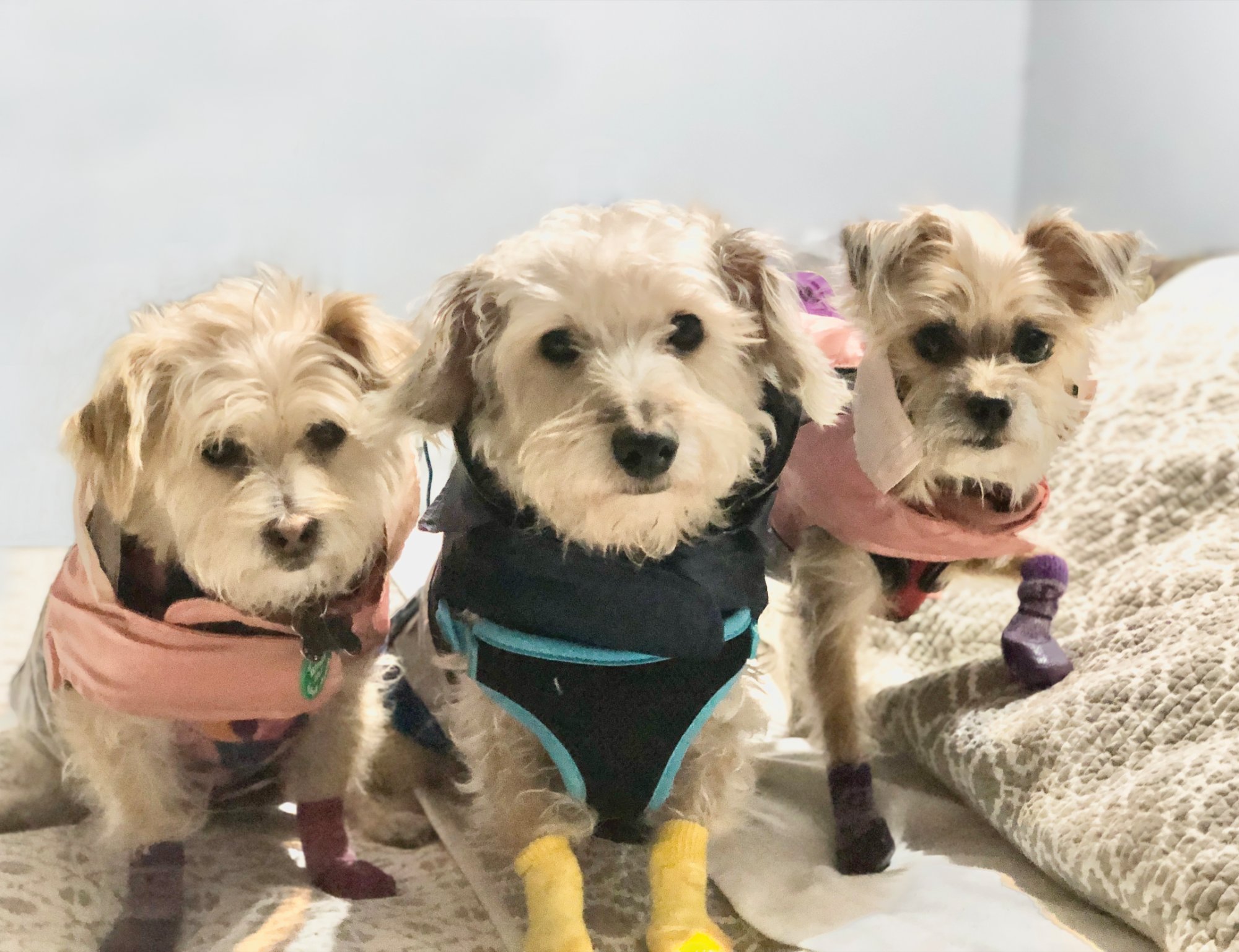 Buttons Bugsy Miss Moneypenny